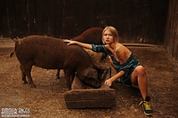 Nudity among pigs